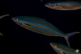 Image result for Elagatis bipinnulata