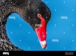 Attēlu rezultāti vaicājumam “Cygnus atratus”