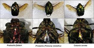 Attēlu rezultāti vaicājumam “Cetonia aurata imago”