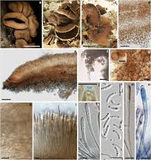 Attēlu rezultāti vaicājumam “Encoelia furfuracea”