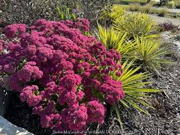 Attēlu rezultāti vaicājumam “Sedum pallidum bud”