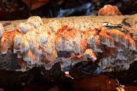 Attēlu rezultāti vaicājumam “Antrodia albida”