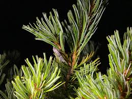 Attēlu rezultāti vaicājumam “Lithomoia solidaginis”