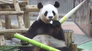 Résultat de recherche d'images pour "pandas"
