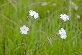 Attēlu rezultāti vaicājumam “Silene latifolia subsp. alba flower”