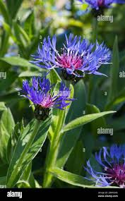 Image result for Centaurea cyanus