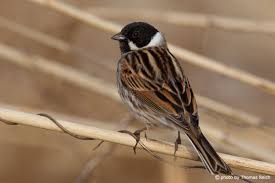 Attēlu rezultāti vaicājumam “Emberiza schoeniclus eggs”