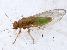 Attēlu rezultāti vaicājumam “Trioza dispar”