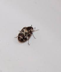 Attēlu rezultāti vaicājumam “Anthrenus scrophulariae”