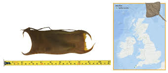 Image result for Dipturus batis