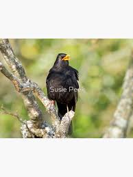 Attēlu rezultāti vaicājumam “Turdus merula”