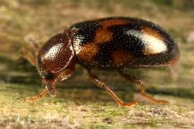 Attēlu rezultāti vaicājumam “Tetratoma ancora”