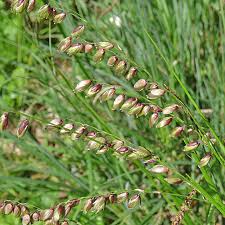 Attēlu rezultāti vaicājumam “Melica nutans”