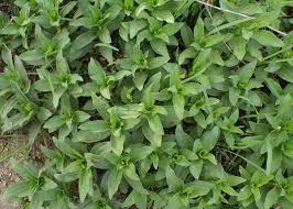 Attēlu rezultāti vaicājumam “Saponaria officinalis leaf”