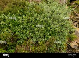 Attēlu rezultāti vaicājumam “Salix lapponum”