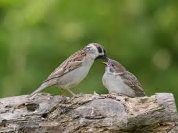 Attēlu rezultāti vaicājumam “Passer montanus adult”