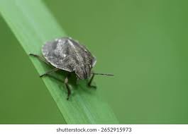 Attēlu rezultāti vaicājumam “Eurygaster testudinaria nymph”