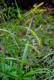 Attēlu rezultāti vaicājumam “Carex sylvatica”
