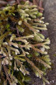 Attēlu rezultāti vaicājumam “Hedwigia ciliata”