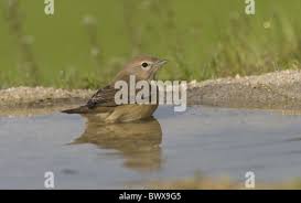 Attēlu rezultāti vaicājumam “Sylvia borin adult”