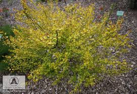 Attēlu rezultāti vaicājumam “Betula nana flower”
