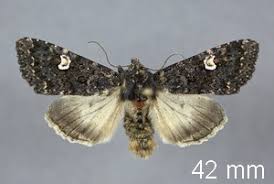 Attēlu rezultāti vaicājumam “Melanchra persicariae imago”