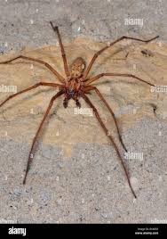 Attēlu rezultāti vaicājumam “Tegenaria sp.”