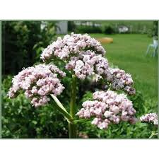 Attēlu rezultāti vaicājumam “Valeriana officinalis flower”