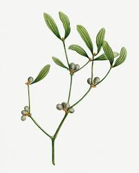 Attēlu rezultāti vaicājumam “Viscum album fruit”