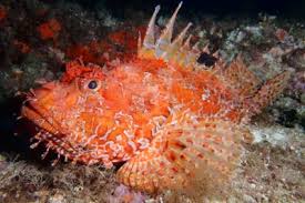 Image result for Scorpaena porcus