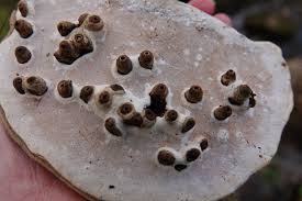 Attēlu rezultāti vaicājumam “Agathomyia wankowiczii”