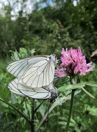 Attēlu rezultāti vaicājumam “Aporia crataegi male”