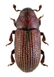 Attēlu rezultāti vaicājumam “Hylastes sp.”