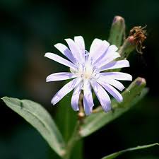 Attēlu rezultāti vaicājumam “Lactuca tatarica bud”