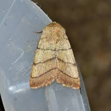 Attēlu rezultāti vaicājumam “Charanyca trigrammica”