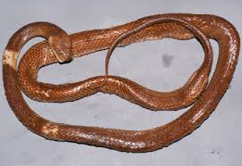 Attēlu rezultāti vaicājumam “Serpentes”