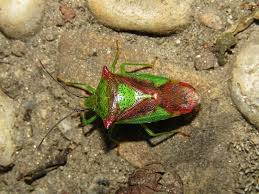 Attēlu rezultāti vaicājumam “Acanthosoma haemorrhoidale”