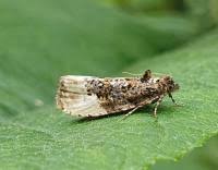 Attēlu rezultāti vaicājumam “Hedya nubiferana”