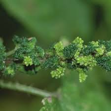 Attēlu rezultāti vaicājumam “Retinia resinella”