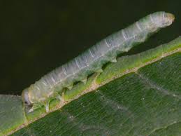 Attēlu rezultāti vaicājumam “Pristiphora maesta larva”