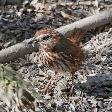 Image result for Melospiza melodia