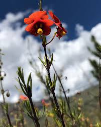 Image result for Alonsoa linearis