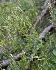 Attēlu rezultāti vaicājumam “Brachypodium pinnatum”