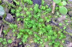 Attēlu rezultāti vaicājumam “Fissidens bryoides”