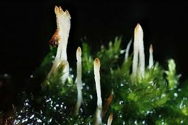 Attēlu rezultāti vaicājumam “Eocronartium muscicola”