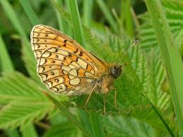 Attēlu rezultāti vaicājumam “Boloria eunomia”