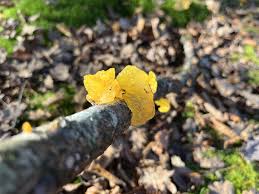 Attēlu rezultāti vaicājumam “Tremella mesenterica”