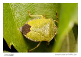 Attēlu rezultāti vaicājumam “Palomena prasina”