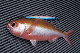 Attēlu rezultāti vaicājumam “Physarum rubiginosum”