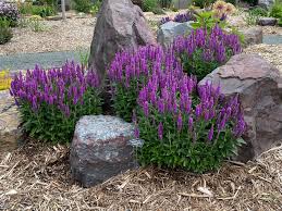 Attēlu rezultāti vaicājumam “Veronica spicata flower”